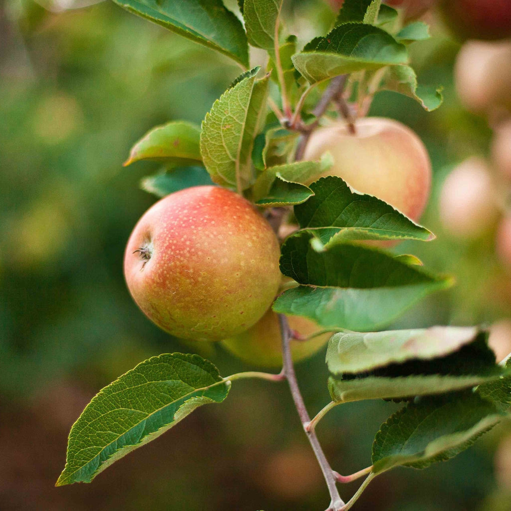 3-in-1 Apple Tree live fruit plant