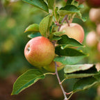 3-in-1 Apple Tree live fruit plant