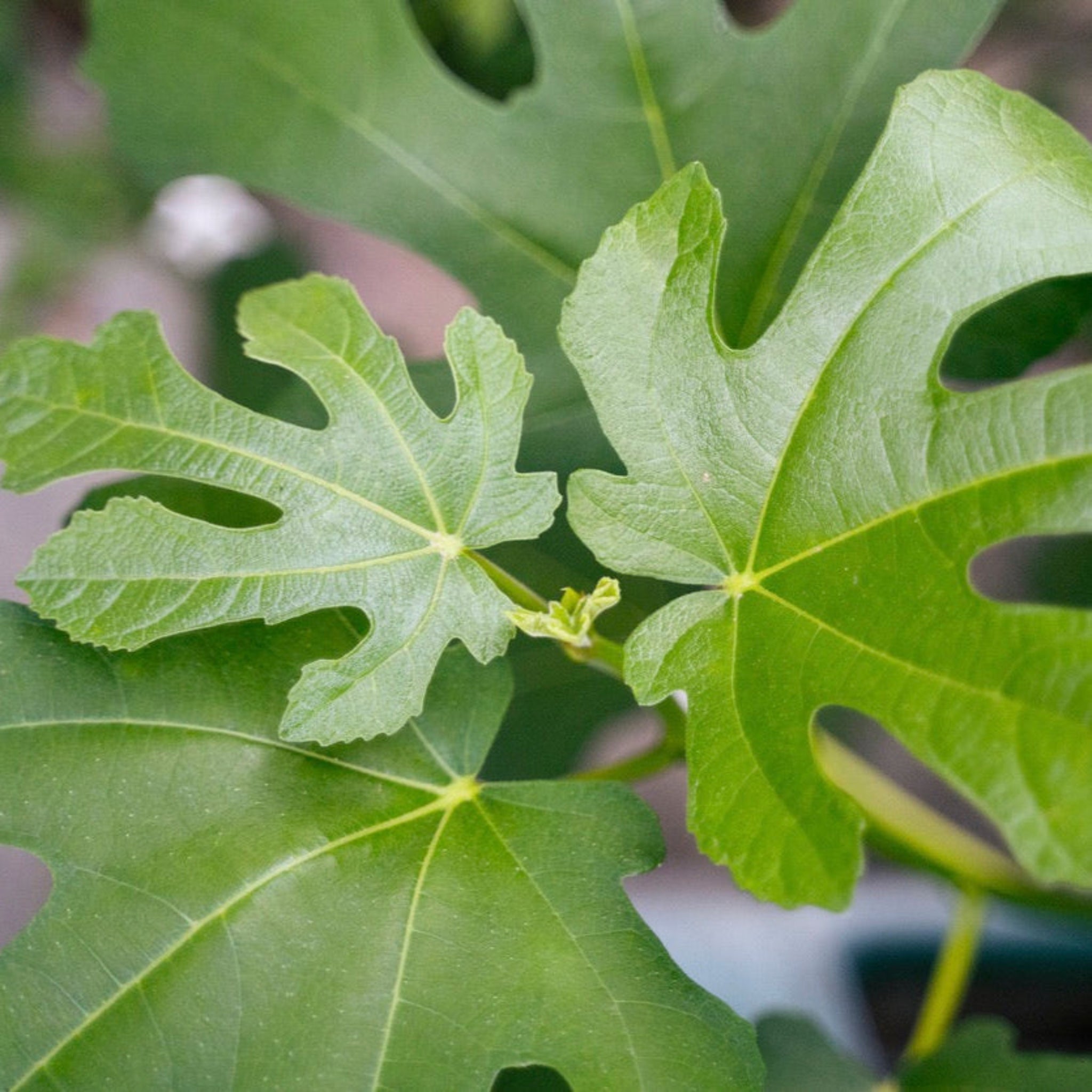 Little Miss Figgy™ — Compact Patio Fig Tree live plant