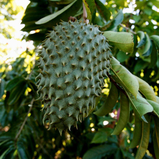 Soursop Tree (Guanabana) — Tropical Fruit Tree