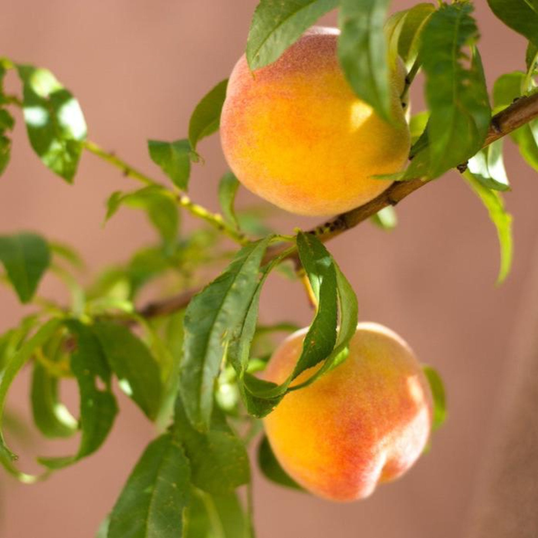 Garden Gold Miniature Peach Tree live fruit plant