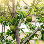 Soursop Tree (Guanabana) — Tropical Fruit Tree live plant