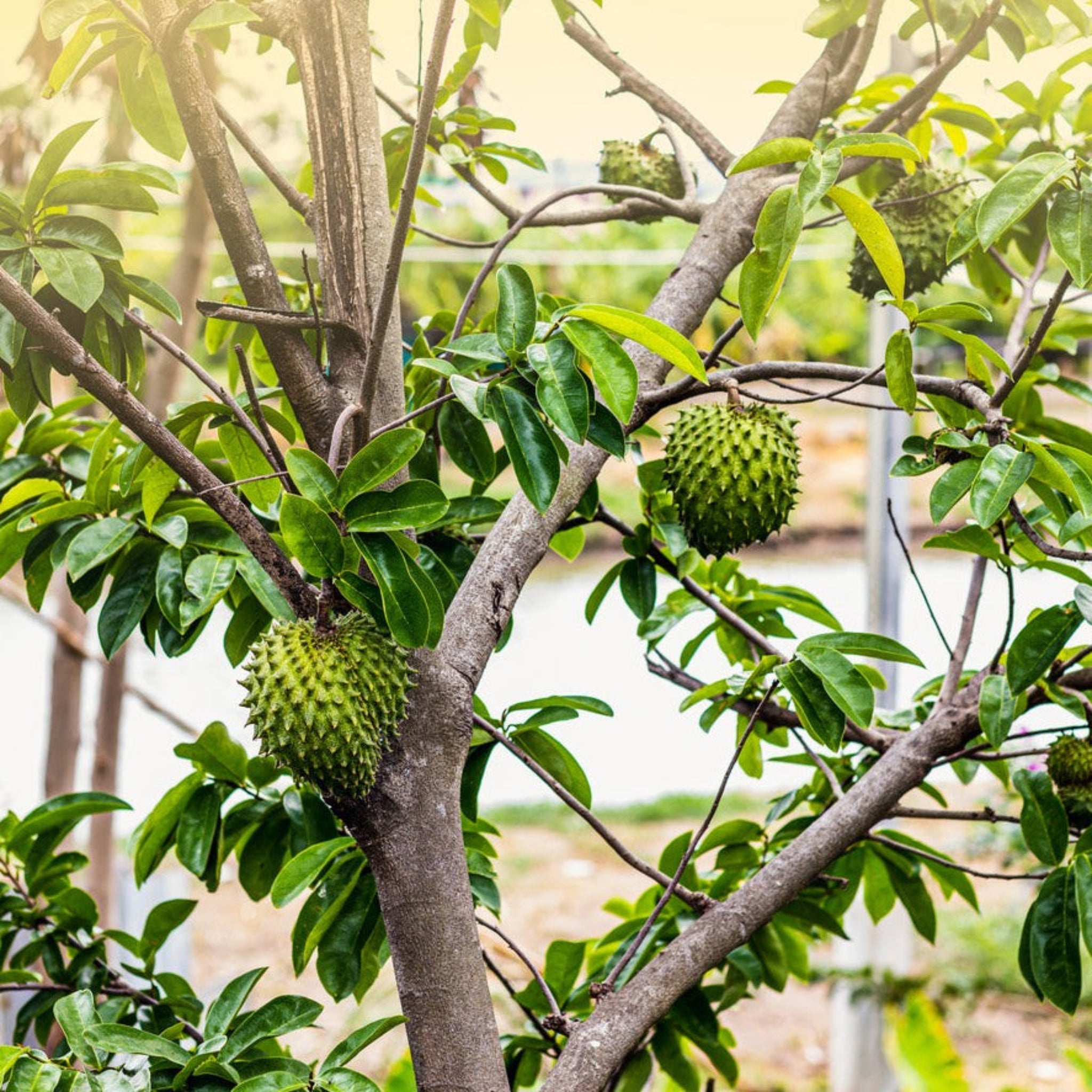 Soursop Tree (Guanabana) — Tropical Fruit Tree live plant