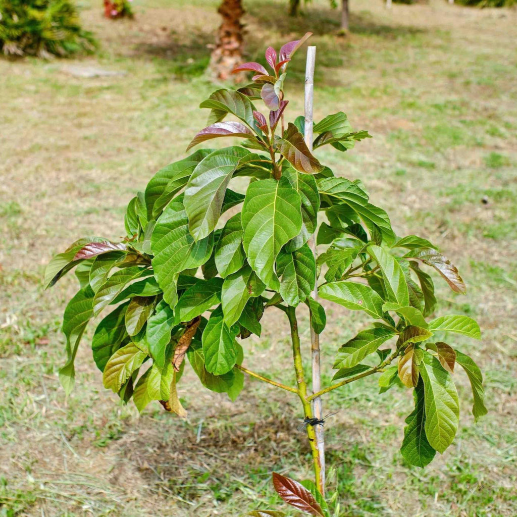 Cold Hardy Avocado Tree — Grafted Fruit Tree live plant