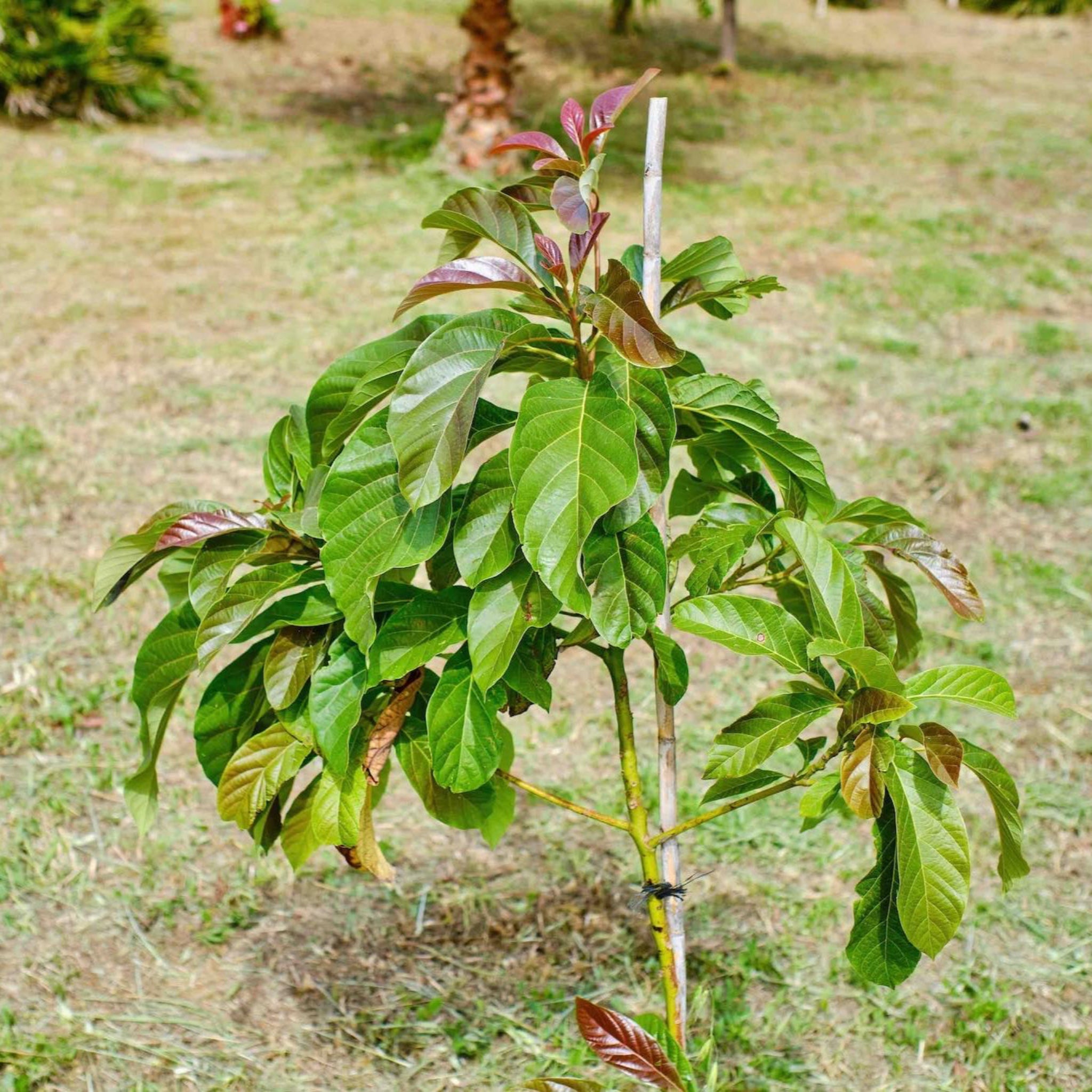 Cold Hardy Avocado Tree — Grafted Fruit Tree live plant