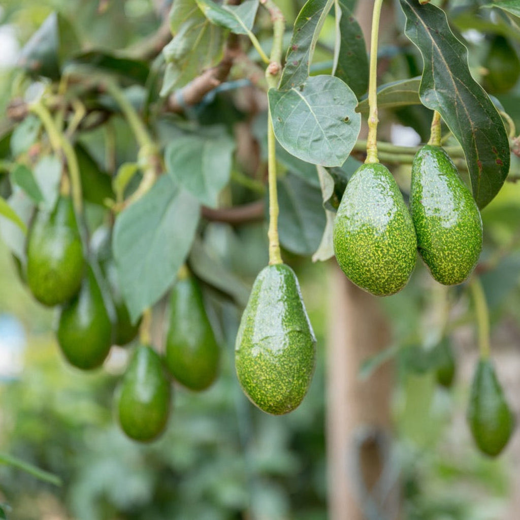 Pancho Cold Hardy Avocado — Resilient Fruit Tree live plant