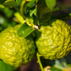Kaffir Lime Tree live fruit plant