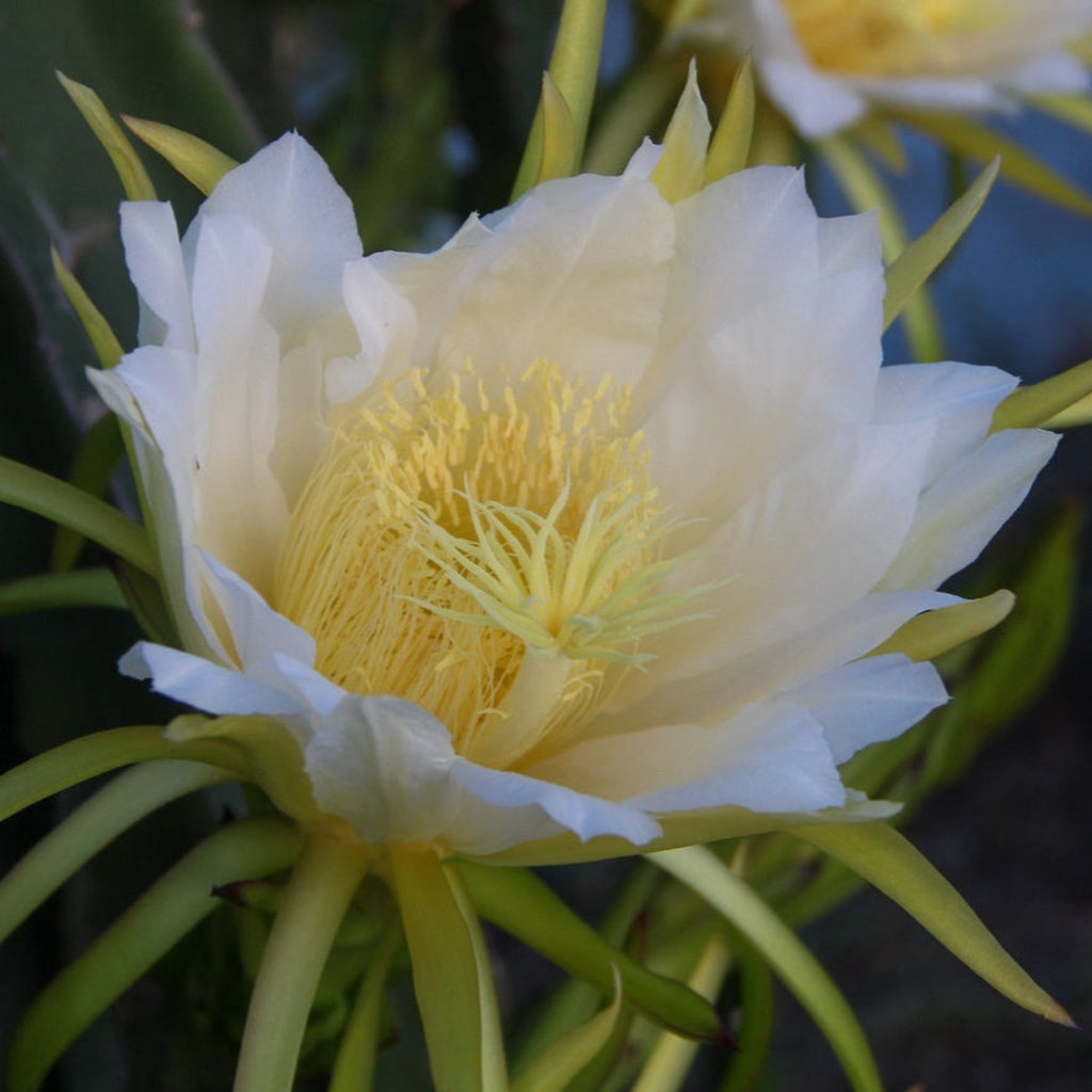 White Dragon Fruit Cactus — Live Fruit Plant live plant