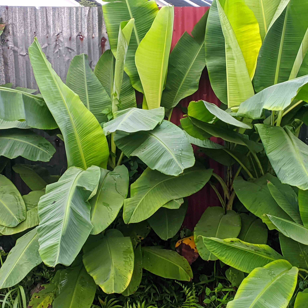 Ice Cream Banana Tree live plant