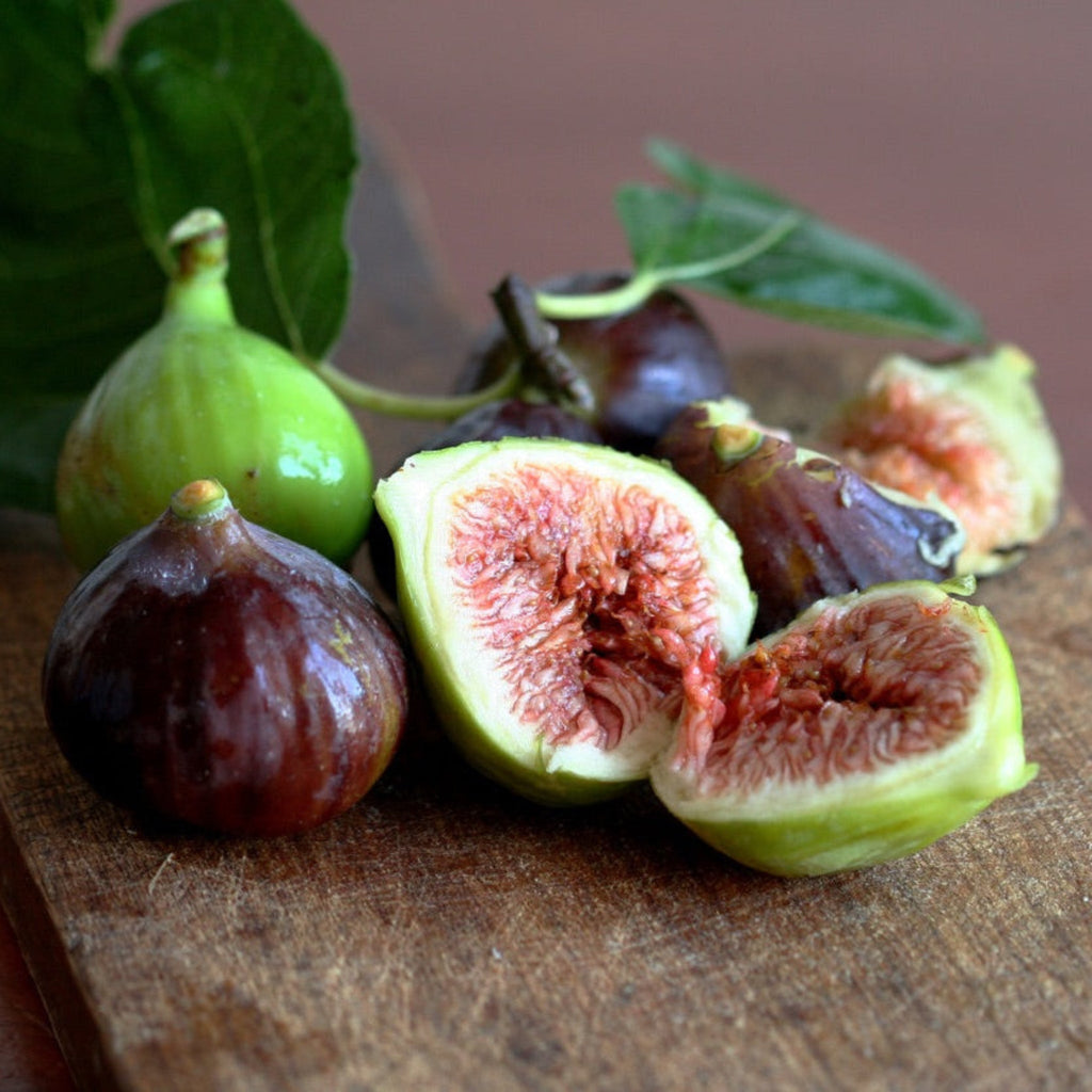 Little Miss Figgy™ — Compact Patio Fig Tree live plant