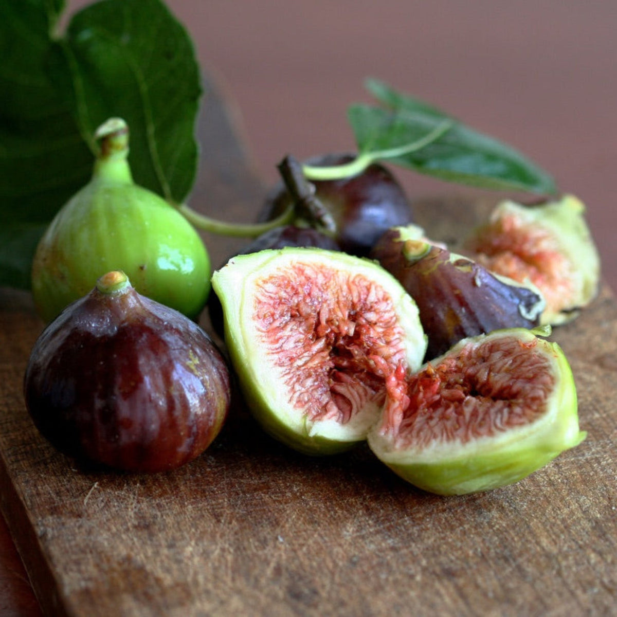 Little Miss Figgy™ — Compact Patio Fig Tree live plant