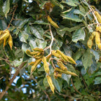 Ice Cream Bean Tree