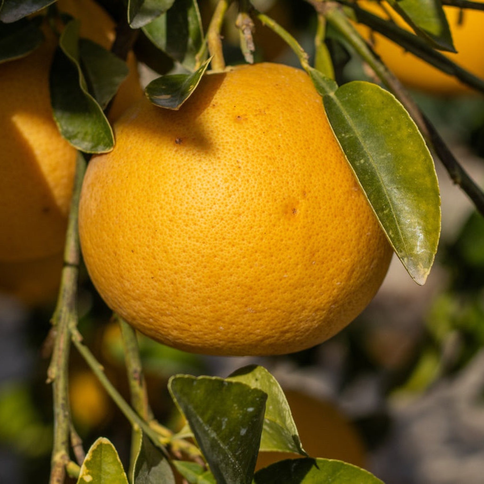 Ray Ruby Grapefruit Tree (FL) live fruit plant