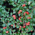Coral Beauty Cotoneaster