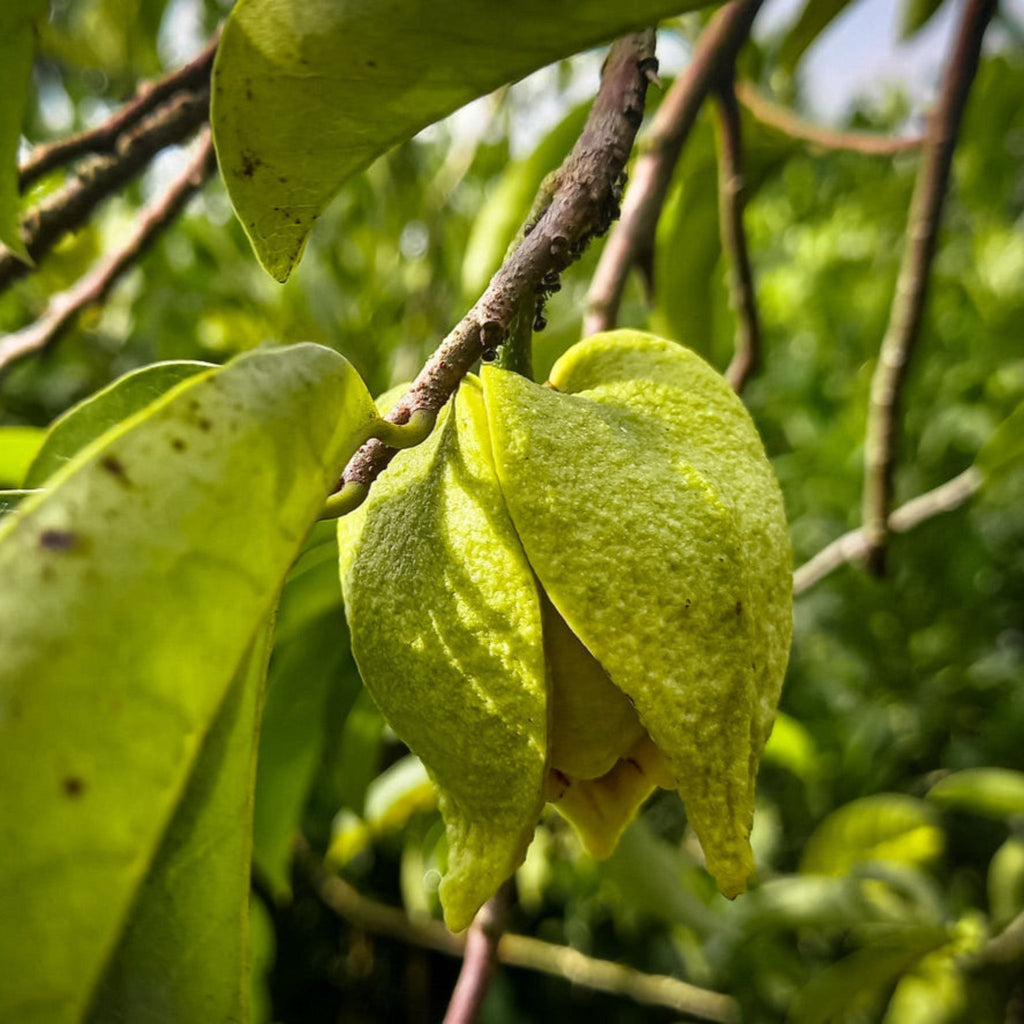 Soursop Tree (Guanabana) — Tropical Fruit Tree live plant