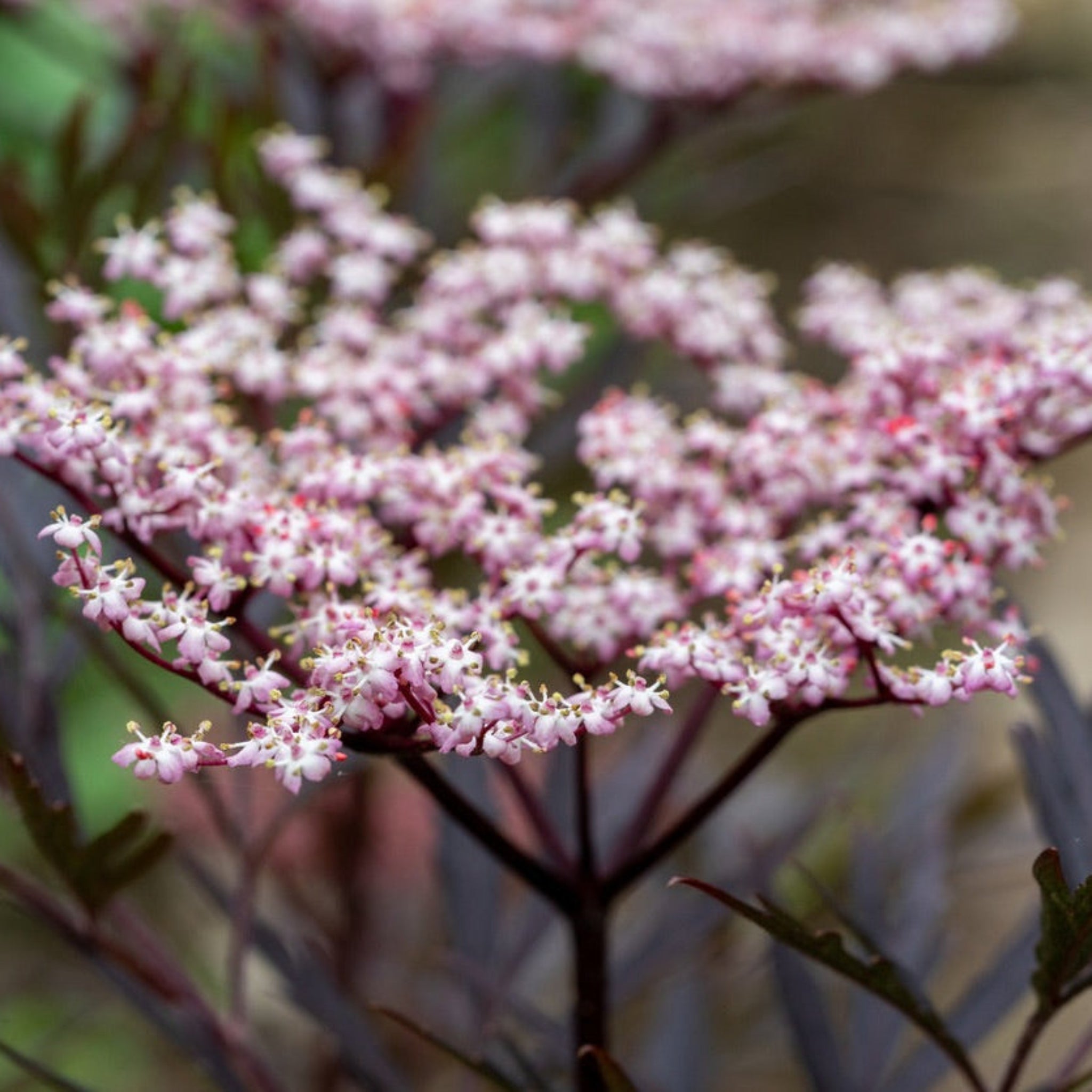 Black Beauty® Elderberry live fruit plant