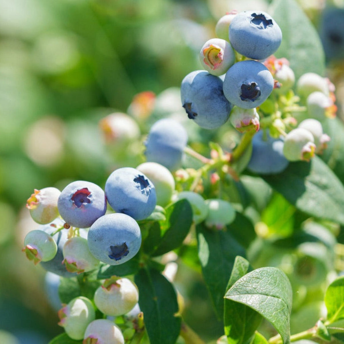Sweetheart Blueberry live fruit plant