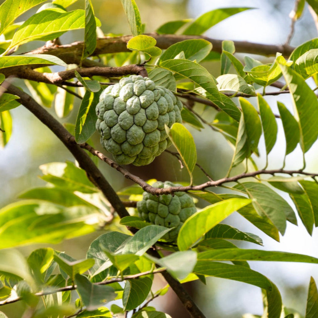 Sugar Apple Tree (Sweetsop) — Tropical Fruit Tree live plant