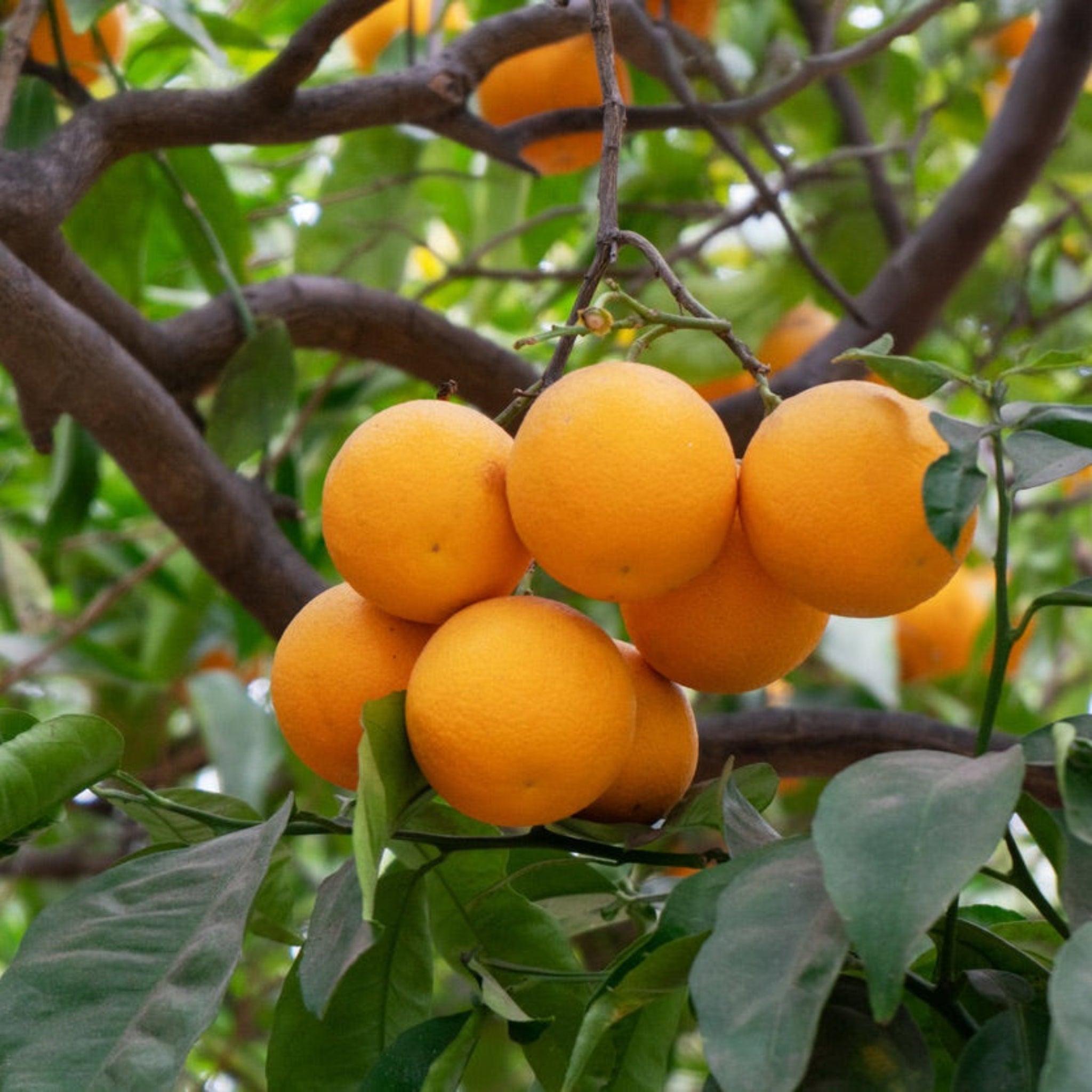 Washington Navel Orange Tree live fruit plant