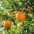 Valencia Orange Tree — Sweet Juicing Citrus