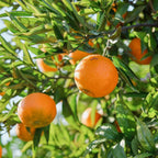 Valencia Orange Tree — Sweet Juicing Citrus live plant