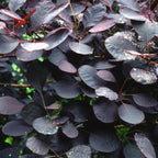 Royal Purple Smoke Bush