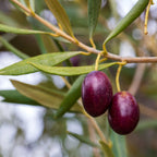 Koroneiki Olive Tree live fruit plant