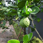 Kaffir Lime Tree live fruit plant