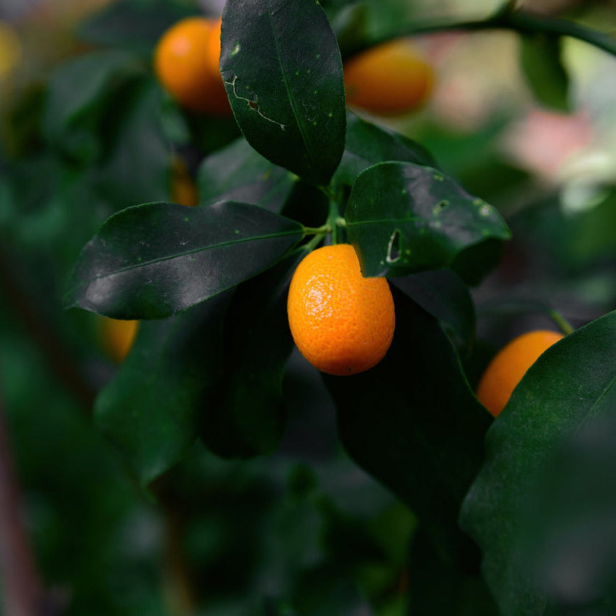 Nagami Kumquat Tree live fruit plant