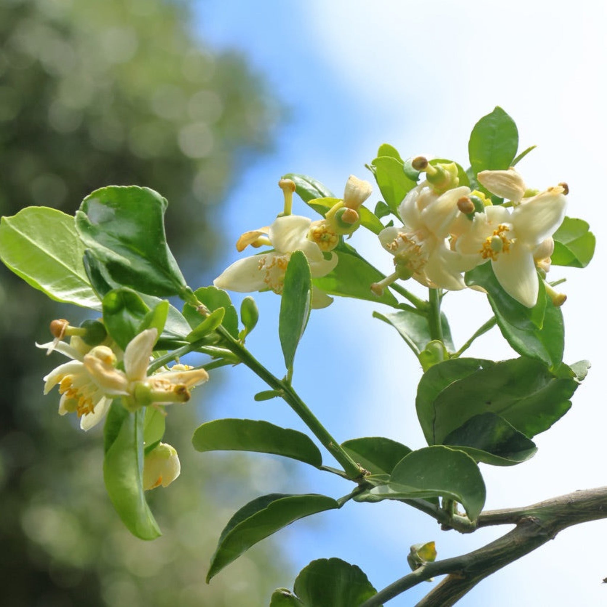 Kaffir Lime Tree live fruit plant