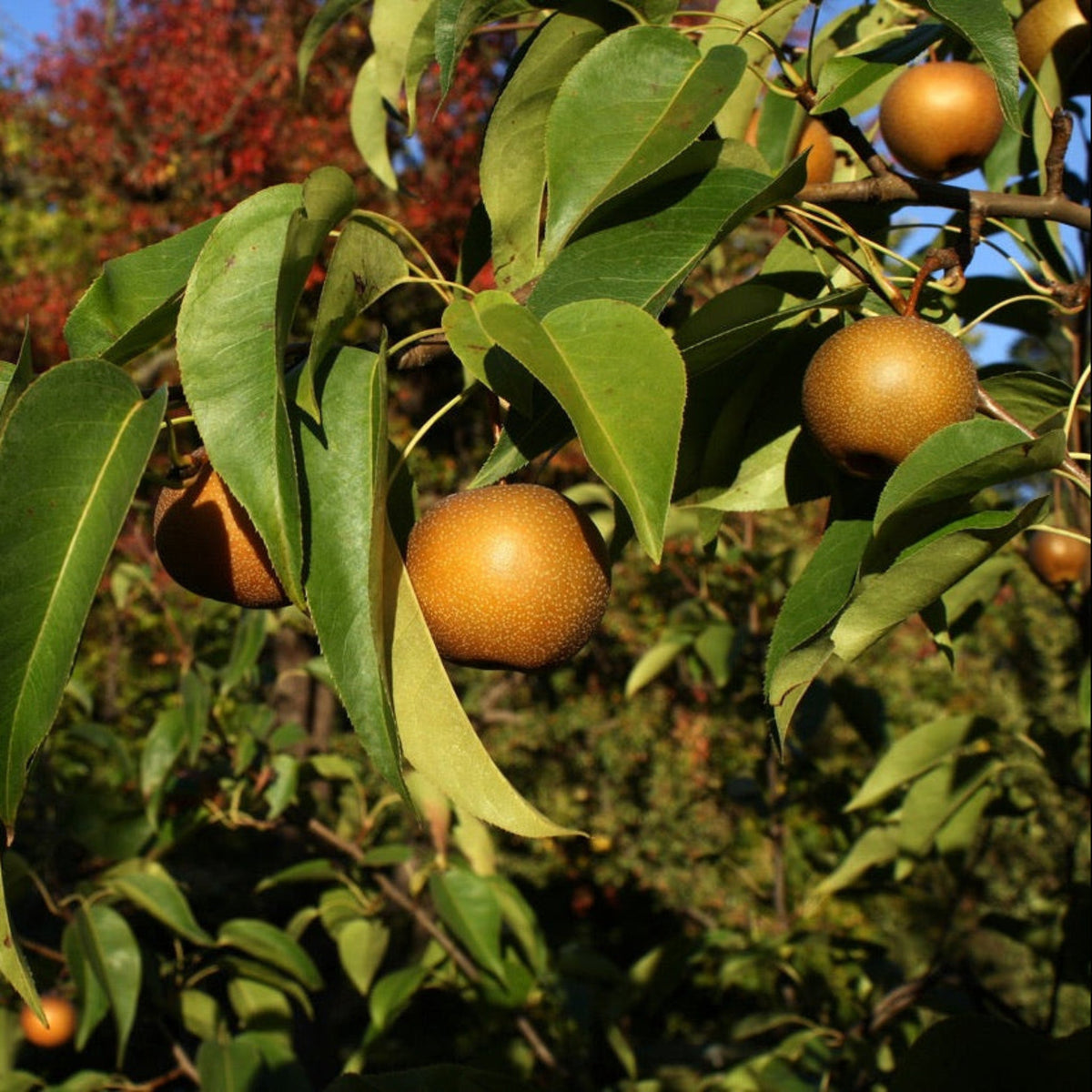 20th Century Asian Pear Tree — Nijisseiki