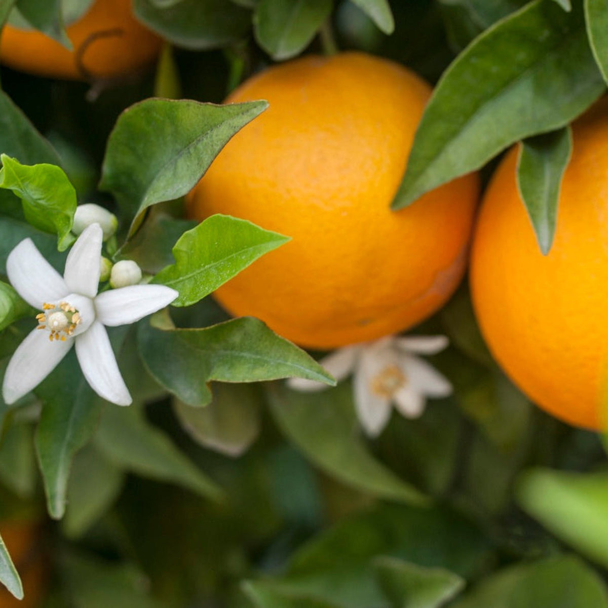 Hamlin Orange Tree (FL) live fruit plant