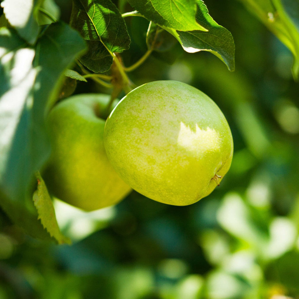 3-in-1 Apple Tree live fruit plant