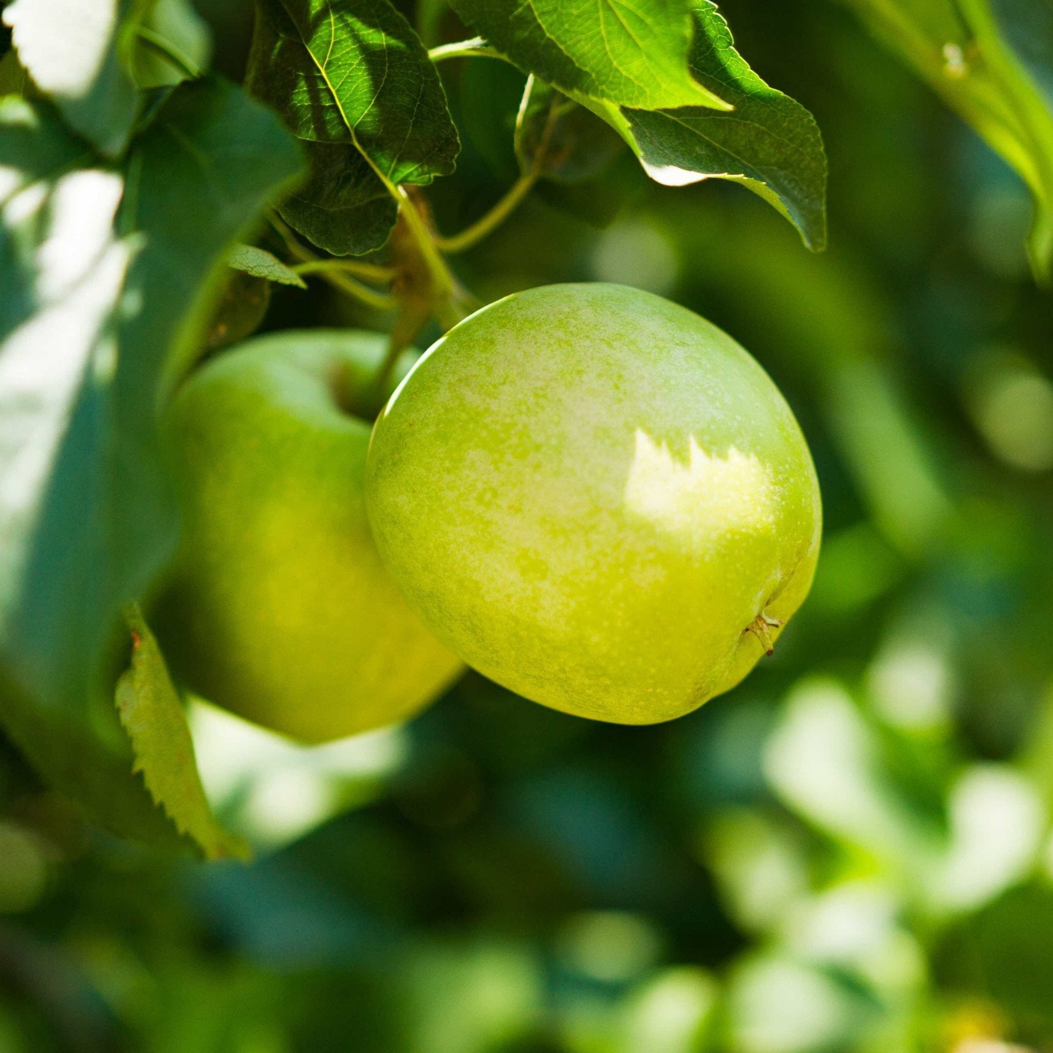3-in-1 Apple Tree live fruit plant