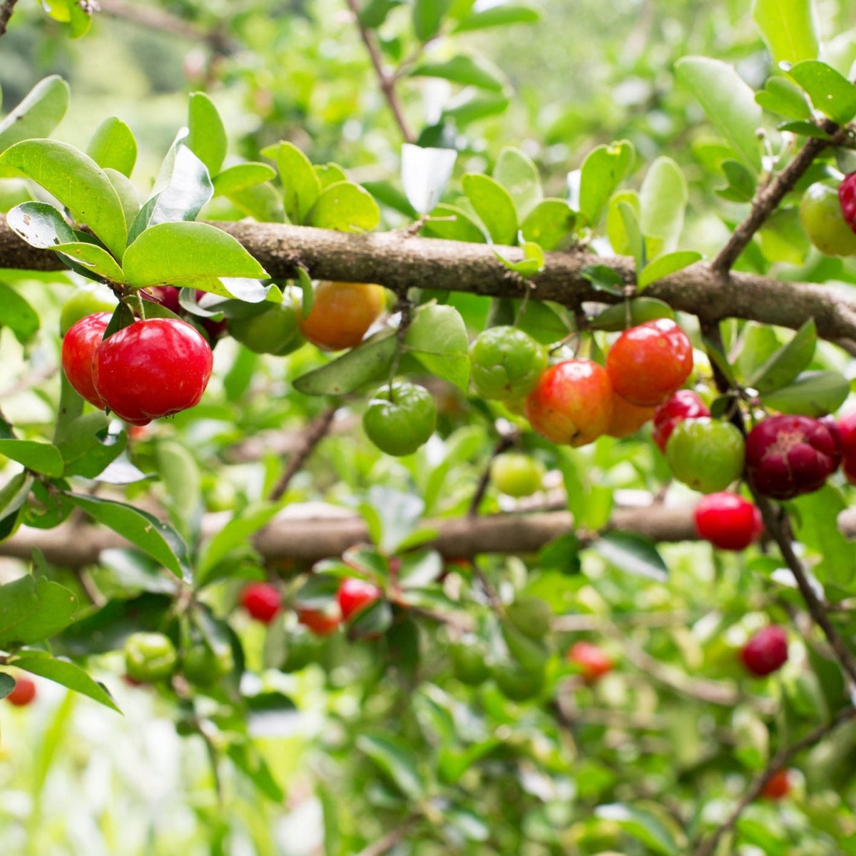 Barbados Cherry Tree (Acerola) — Tropical Fruit Plant live plant