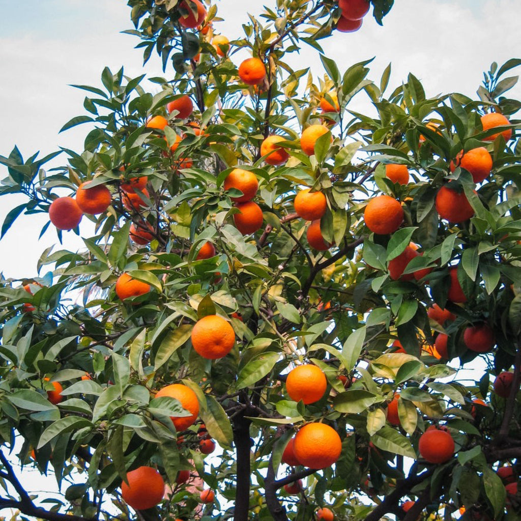 Cara Cara Orange Tree live fruit plant