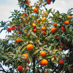 Cara Cara Orange Tree live fruit plant