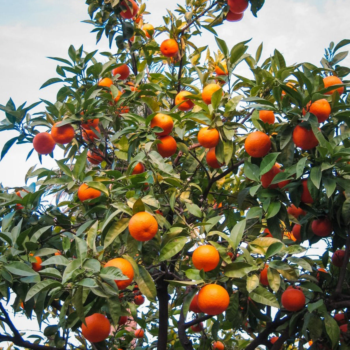 Cara Cara Orange Tree live fruit plant