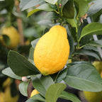 Harvey Lemon Tree (FL) live fruit plant