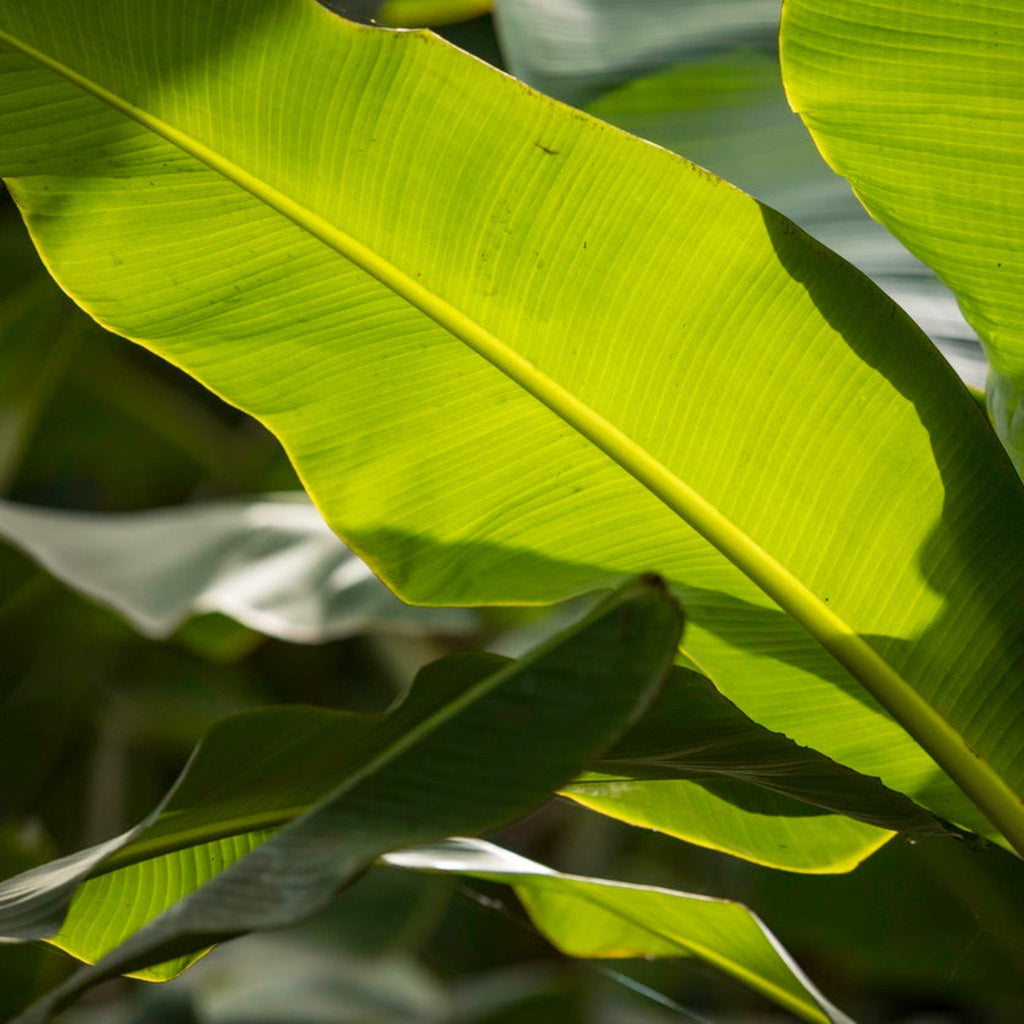 Ice Cream Banana Tree live plant