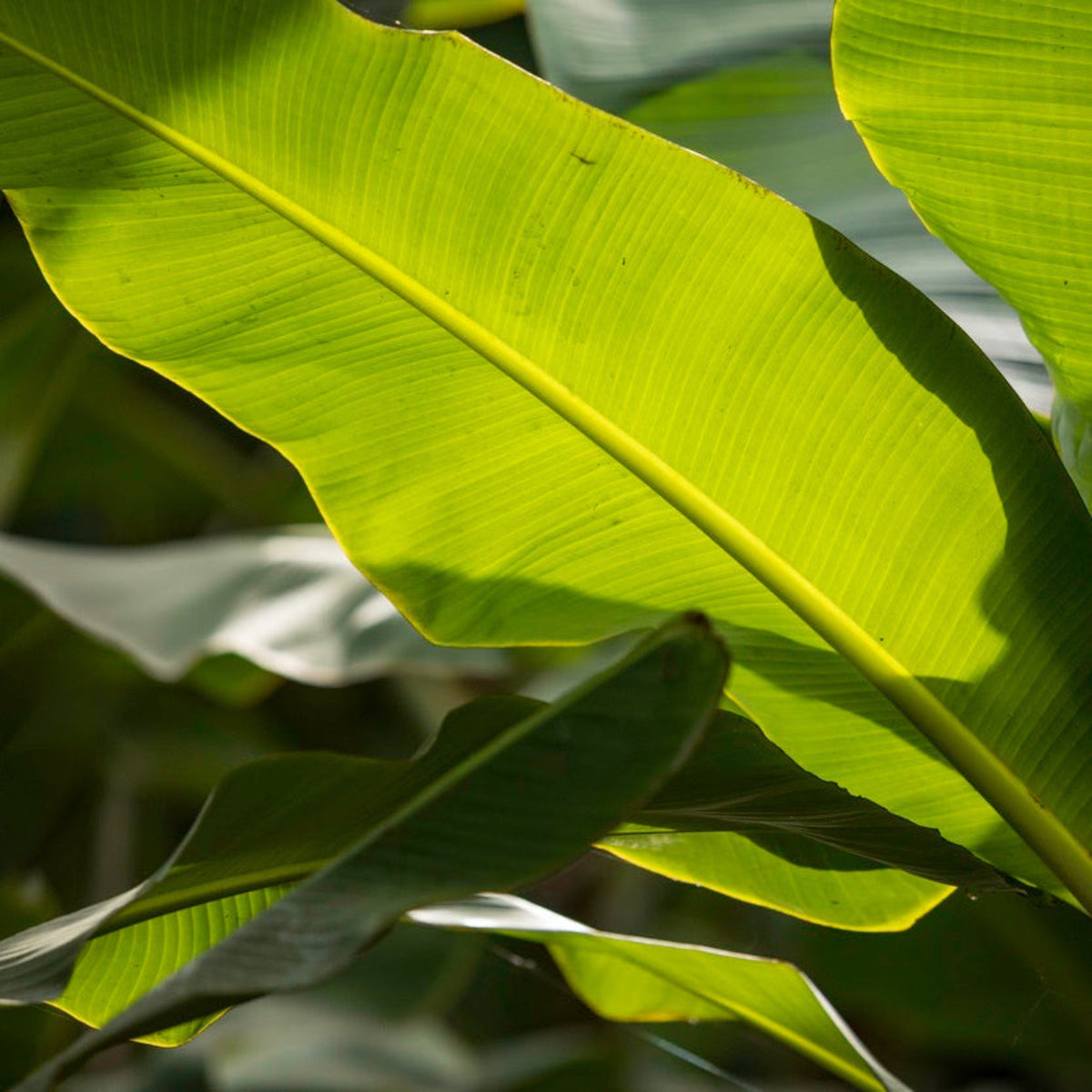 Ice Cream Banana Tree live plant
