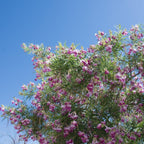Bubba Jones Desert Willow Tree