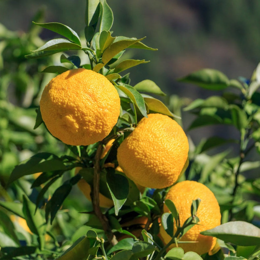 Yuzu Tree live fruit plant