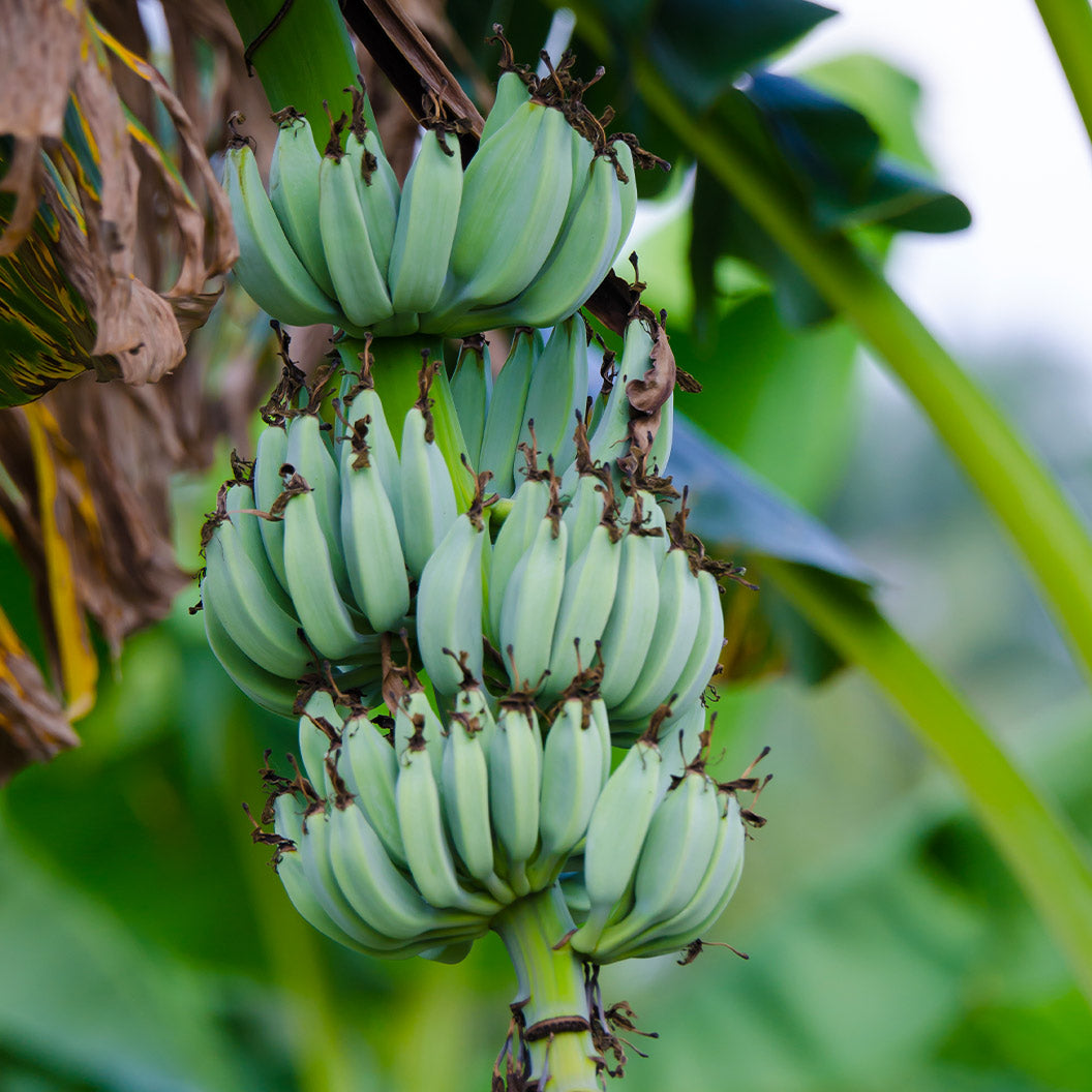 Ice Cream Banana Tree live plant