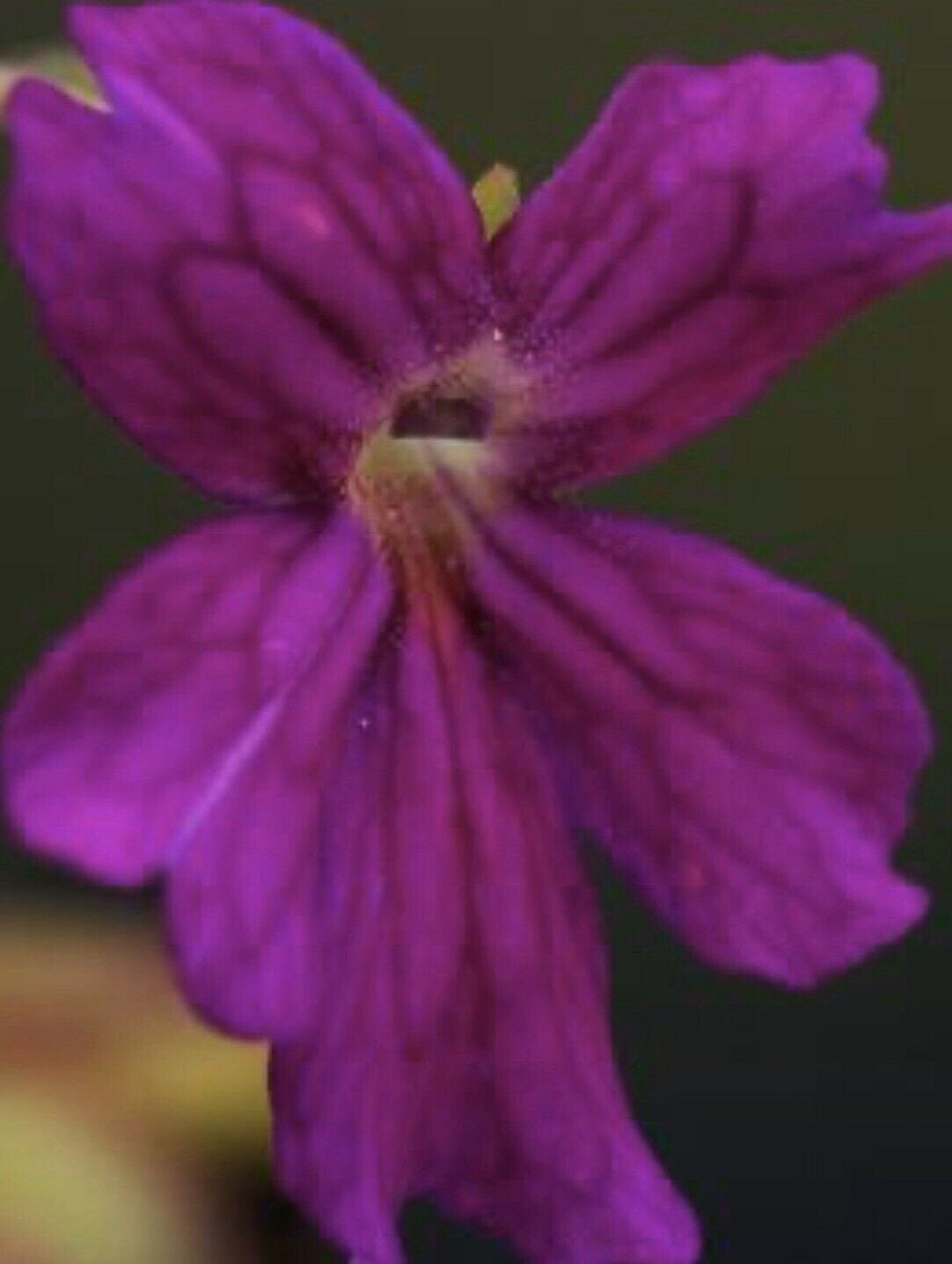 Pinguicula laueana x emarginata