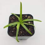 Pinguicula moctezumae