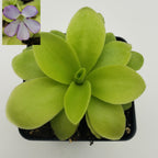 Pinguicula gigantea x 'Huahuapan'