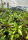 Cas Guava Tree — Costa Rican Guava
