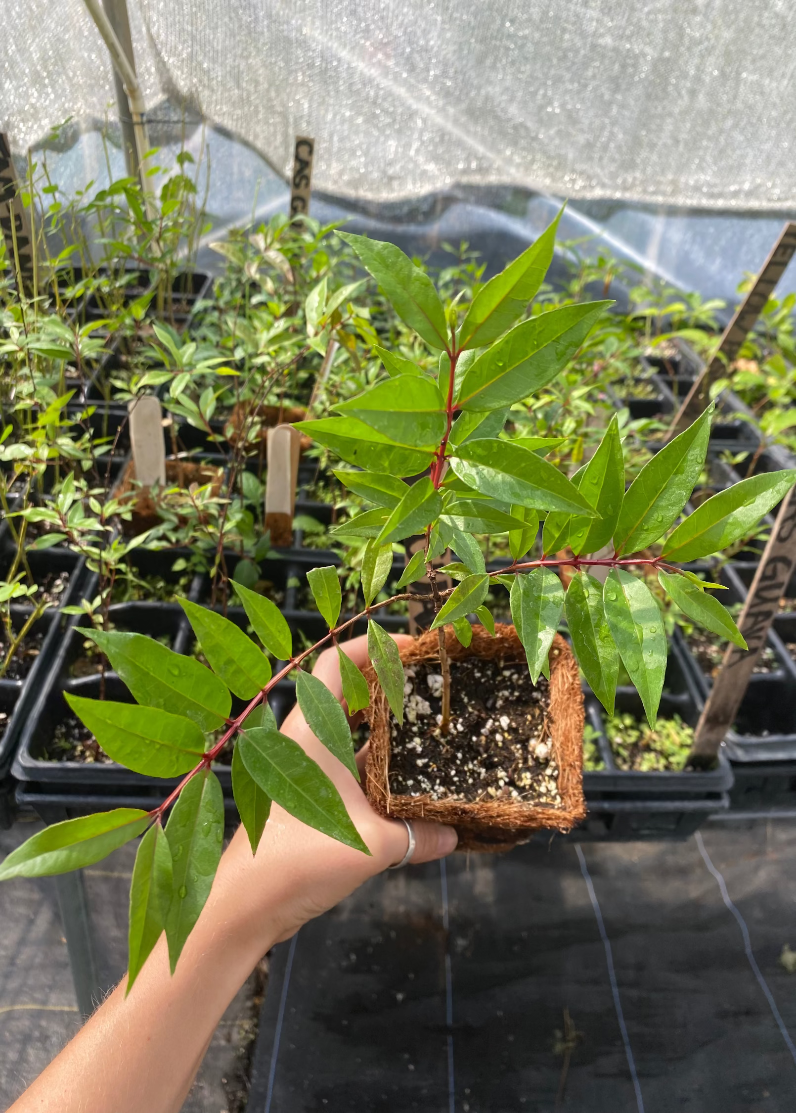 Cas Guava Tree — Costa Rican Guava live plant - additional view 2