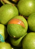 Spanish Lime Tree — Quenepa live plant - additional view 3